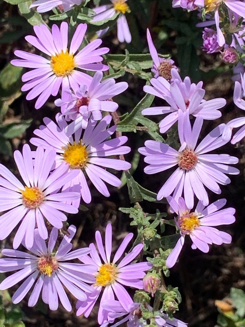California aster (Symphyotrichum chilense)