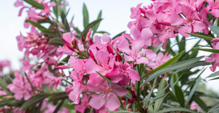 oleander