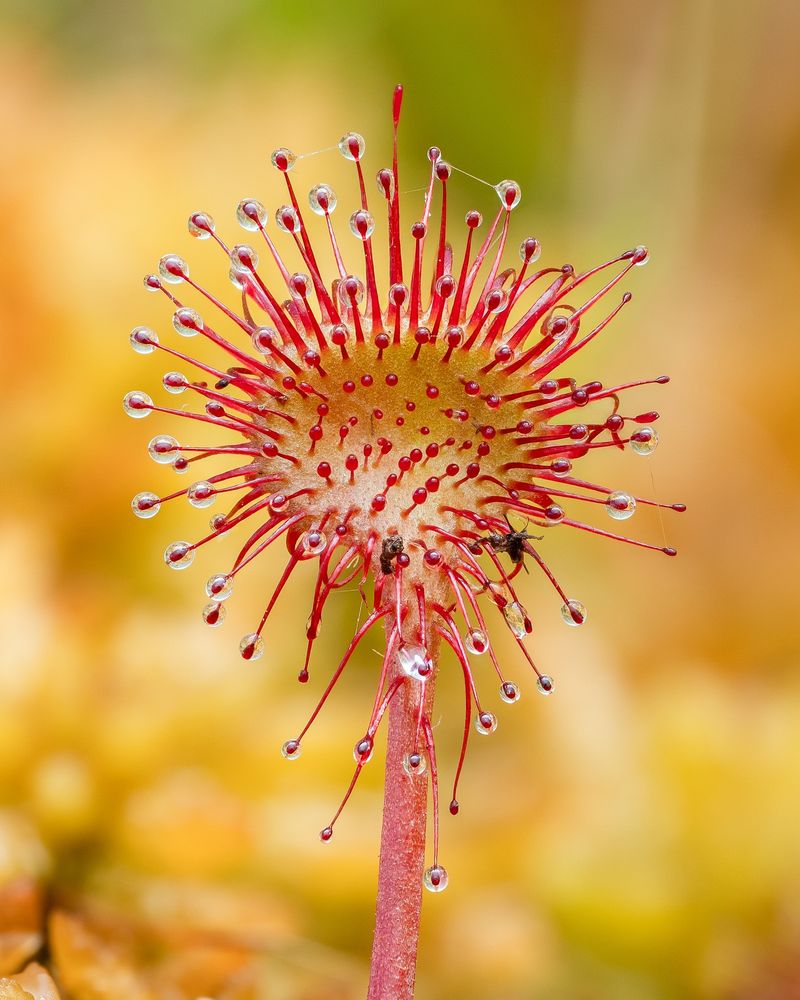 Spring Is When It Wakes Up