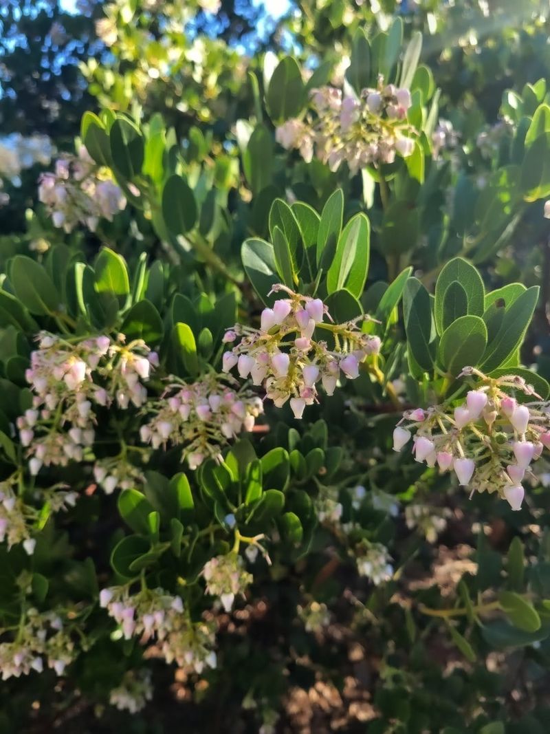 Manzanita (Arctostaphylos)