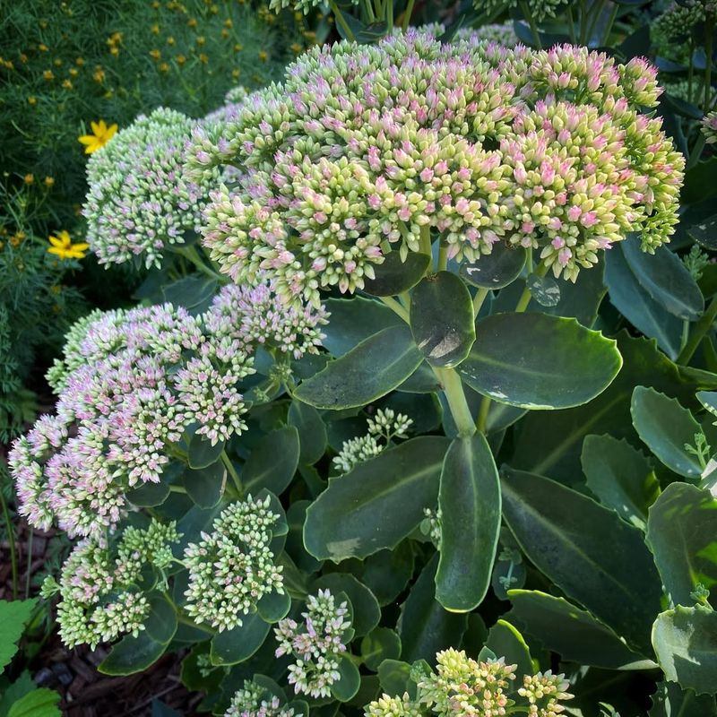 Sedum / Stonecrop (Hylotelephium spectabile)