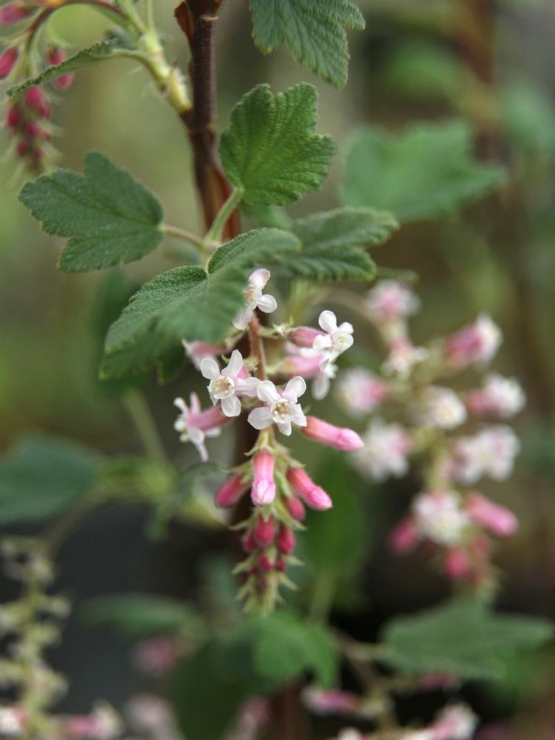 Chaparral Currant (Ribes malvaceum)