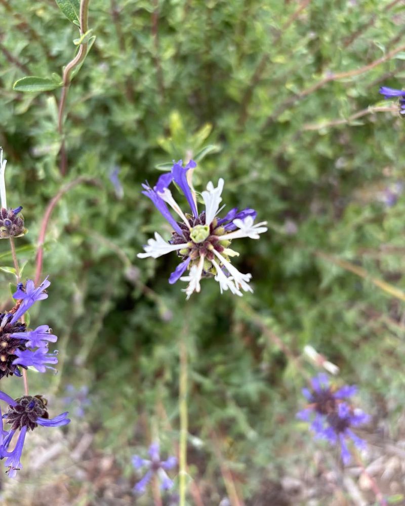 Cleveland Sage (Salvia clevelandii)