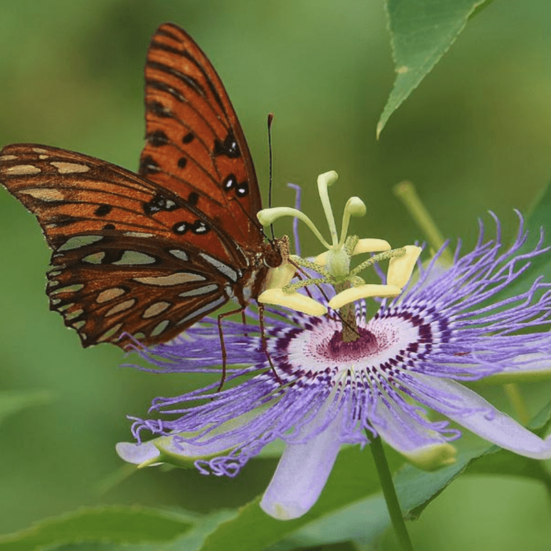 Passionflower (Passiflora spp.)