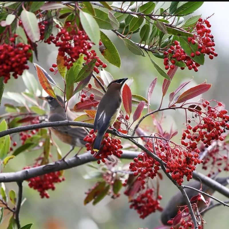 Toyon (Heteromeles arbutifolia)