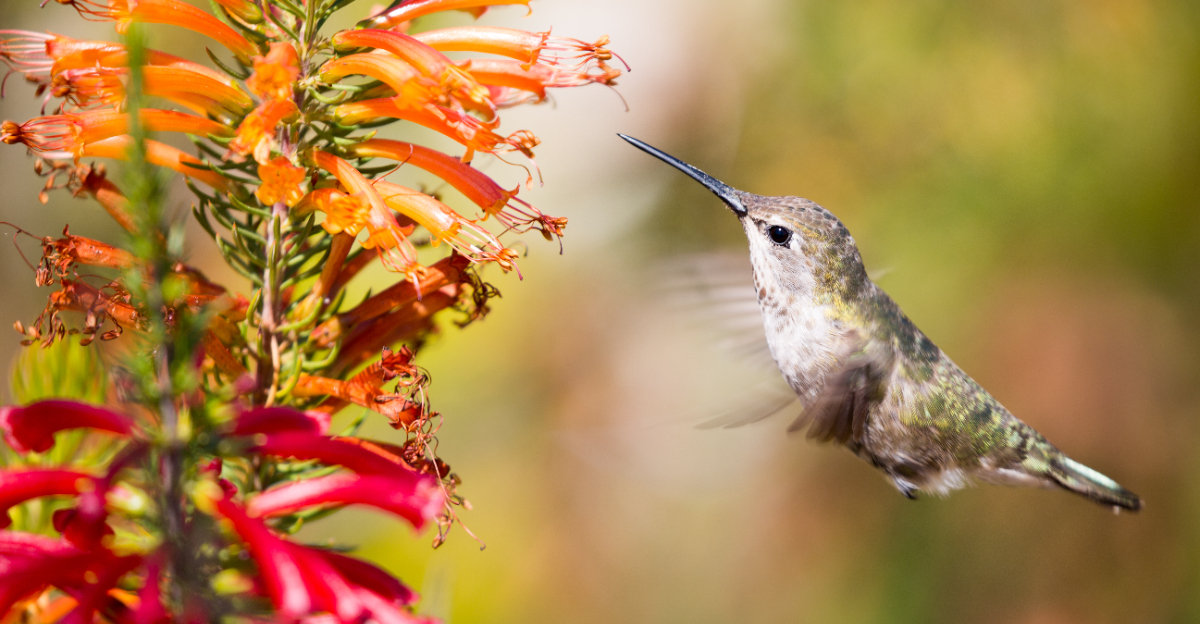 hummingbird on flower