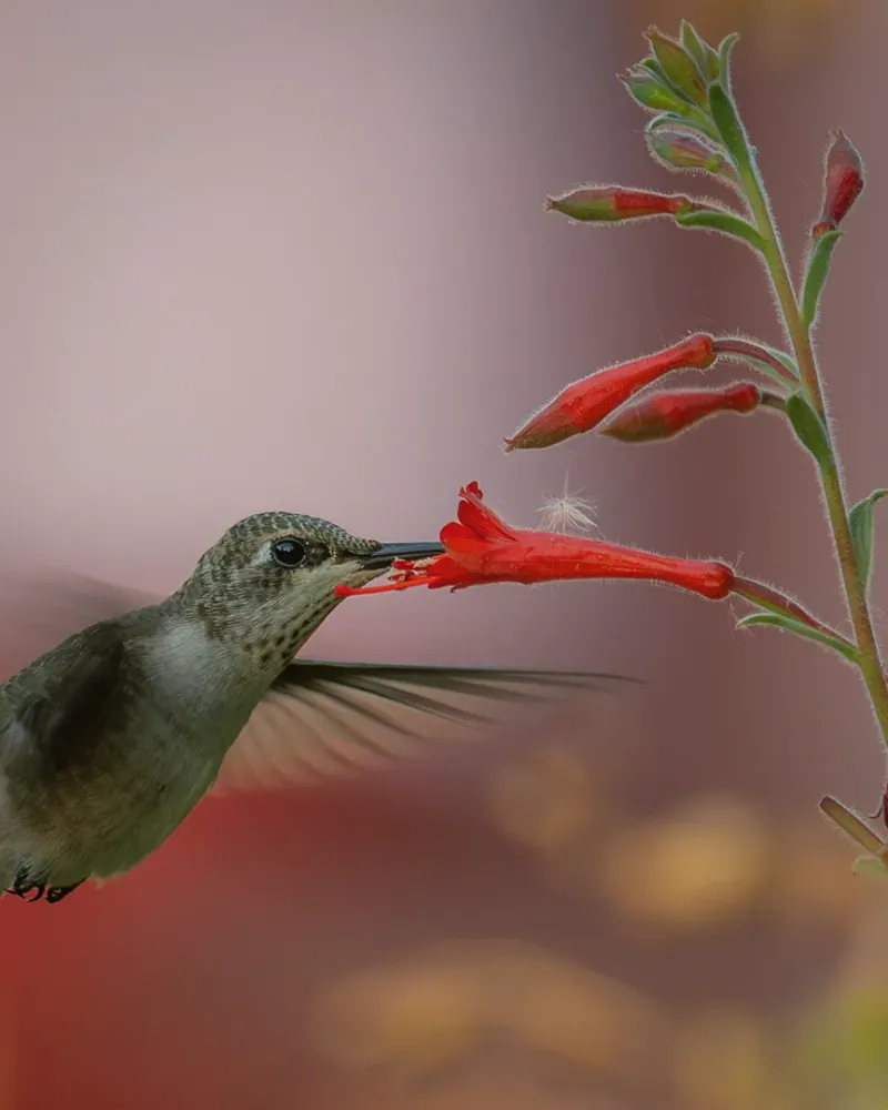 California Fuchsia (Epilobium canum)