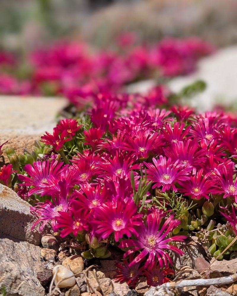 Ice Plant (Non-Invasive Varieties)