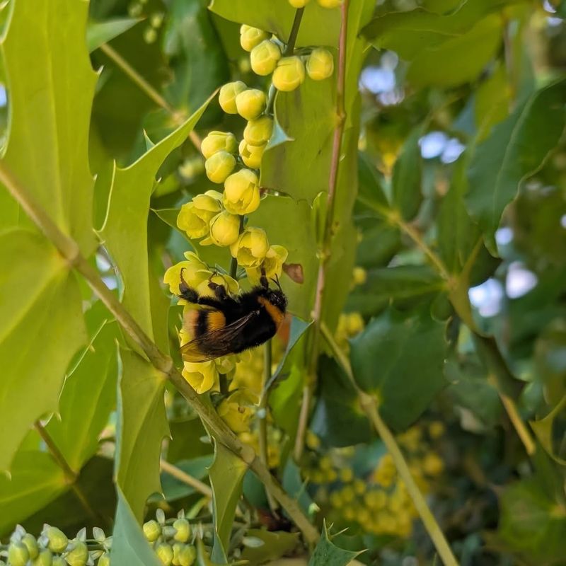 Oregon Grape