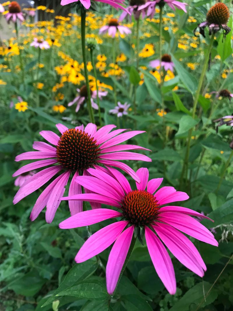 Purple Coneflower (Echinacea purpurea)