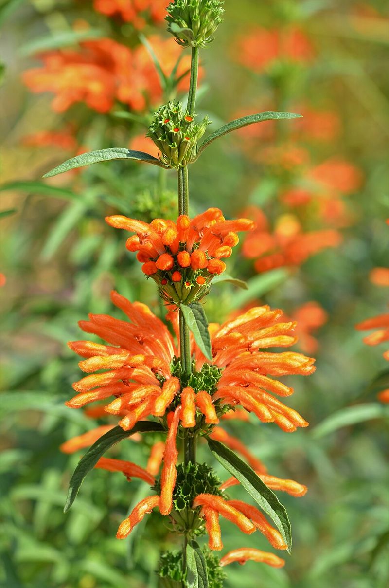 Lion's Tail (Leonotis leonurus)