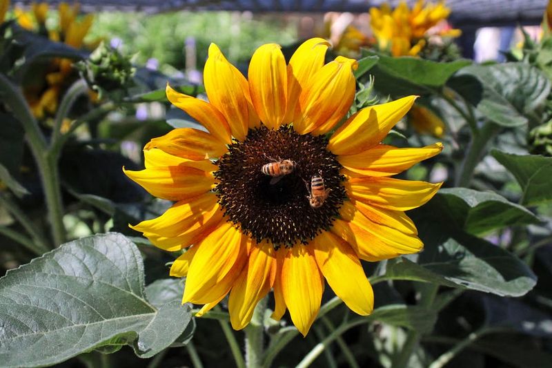 Sunflower (Helianthus annuus)