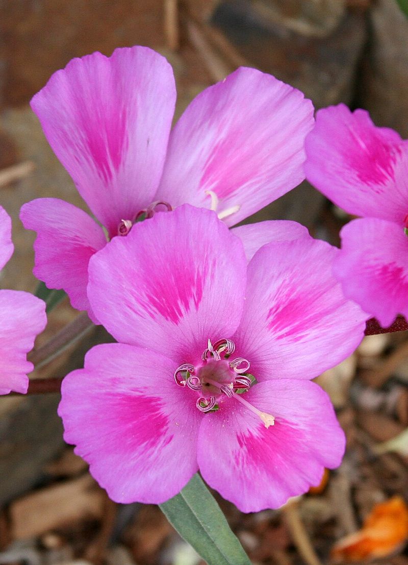 Clarkia / Farewell-to-Spring (Clarkia amoena)
