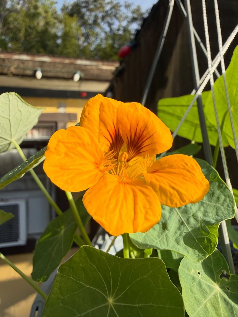 Nasturtium (Tropaeolum majus)