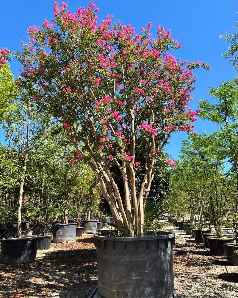 Crape Myrtle (Tree Form) (Lagerstroemia indica)