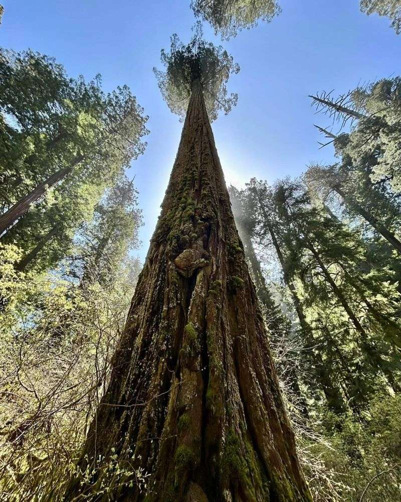 Coast Redwood (Sequoia sempervirens)
