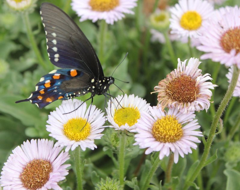 Seaside Daisy (Erigeron glaucus)