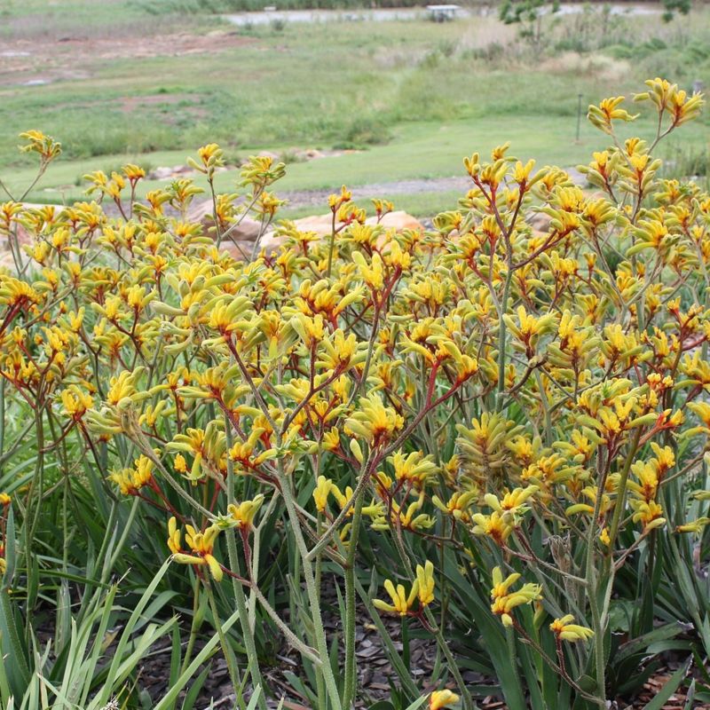 Kangaroo Paw (Anigozanthos hybrids)