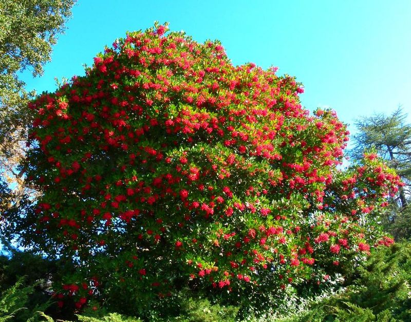 The Backyard Comeback