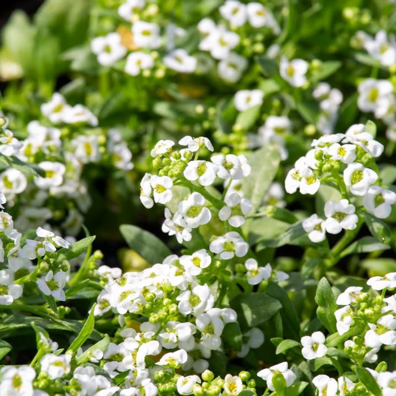 Sweet Alyssum Covers Borders With Small, Fragrant White Clusters