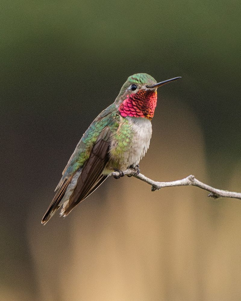 Broad-Tailed Hummingbird (Selasphorus platycercus)