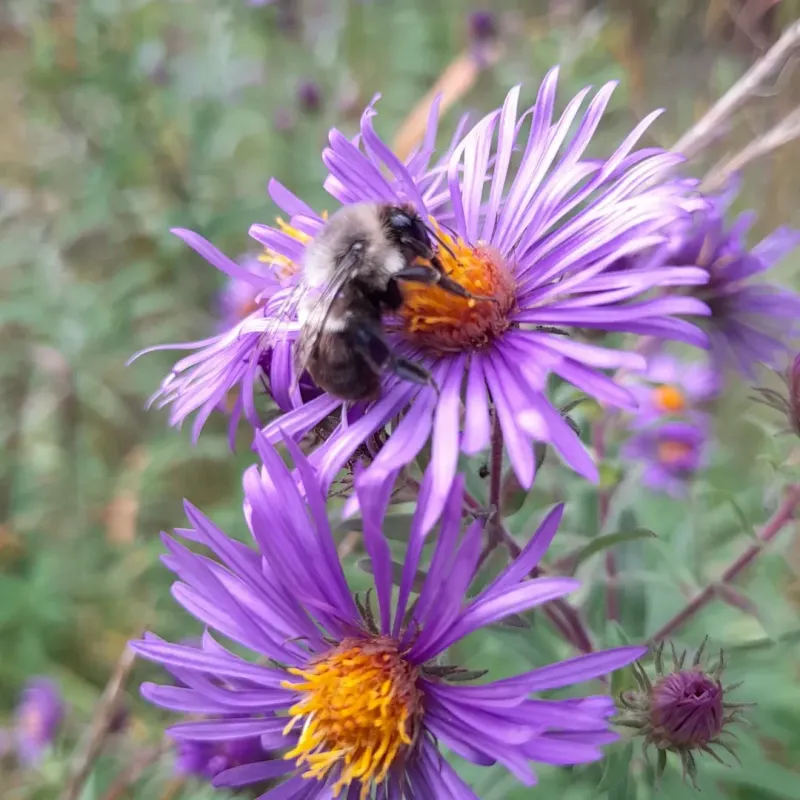 Douglas Aster (Symphyotrichum subspicatum)