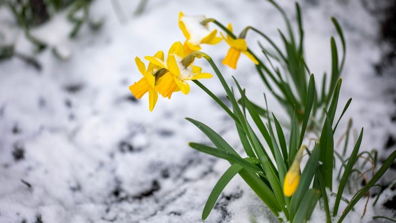 Snow Itself Rarely Damages Daffodils