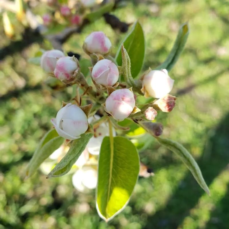 Fruit Tree Blossoms Are Most Vulnerable During Full Bloom