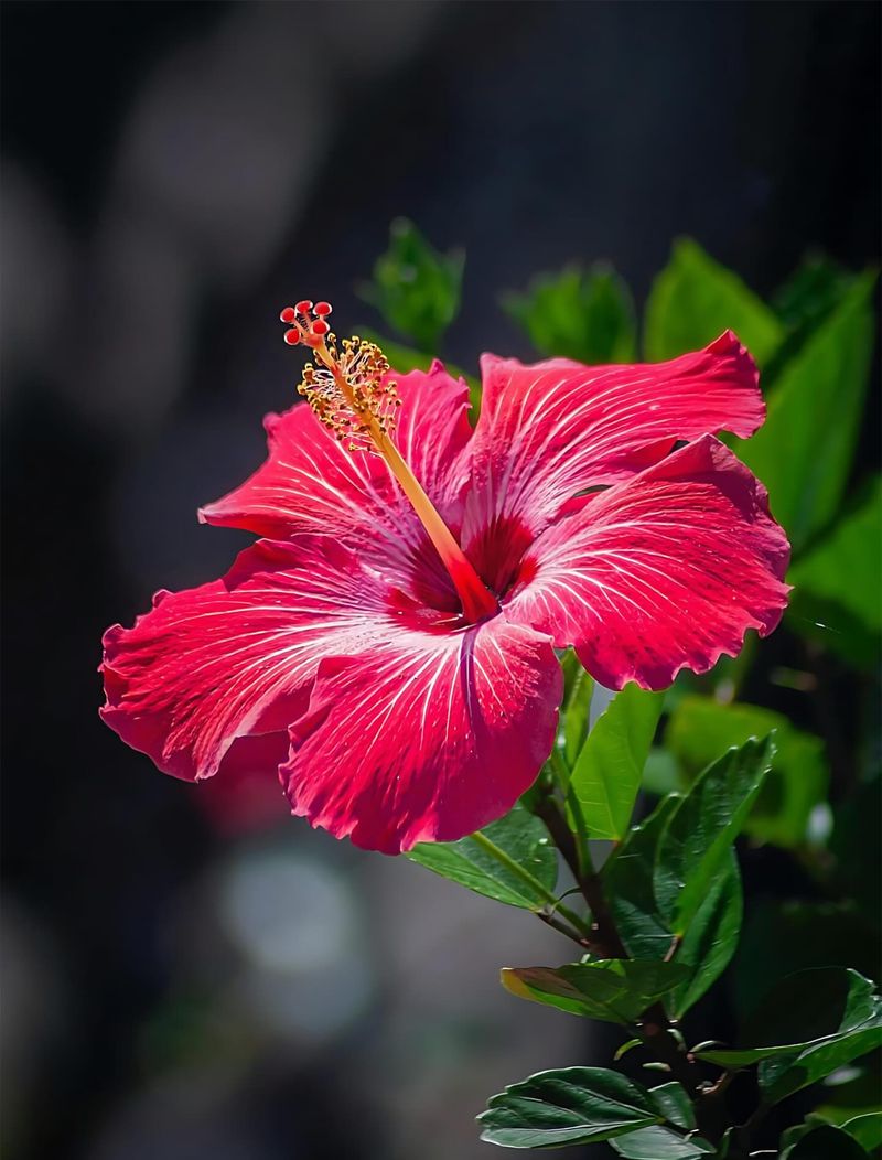 Hibiscus (Tropical, Hibiscus Rosa-Sinensis)