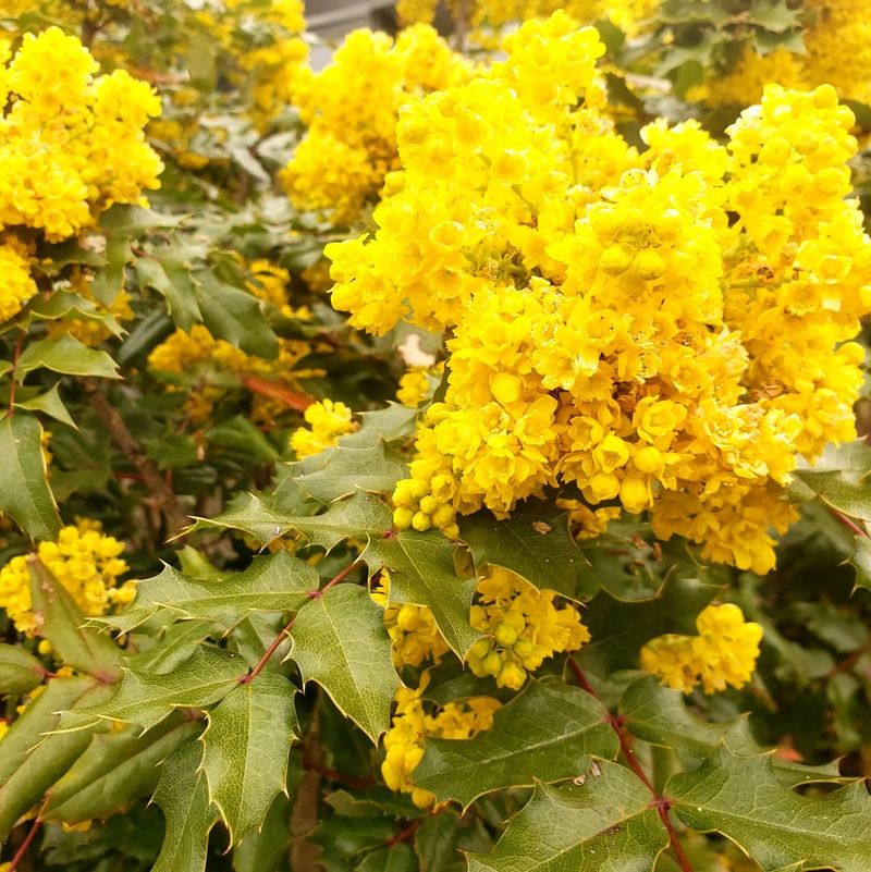 Oregon Grape - Tough, Native, Evergreen