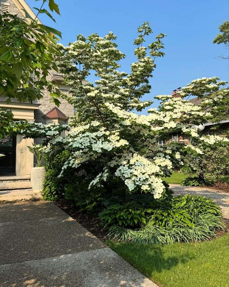 Dogwood (Cornus Florida)