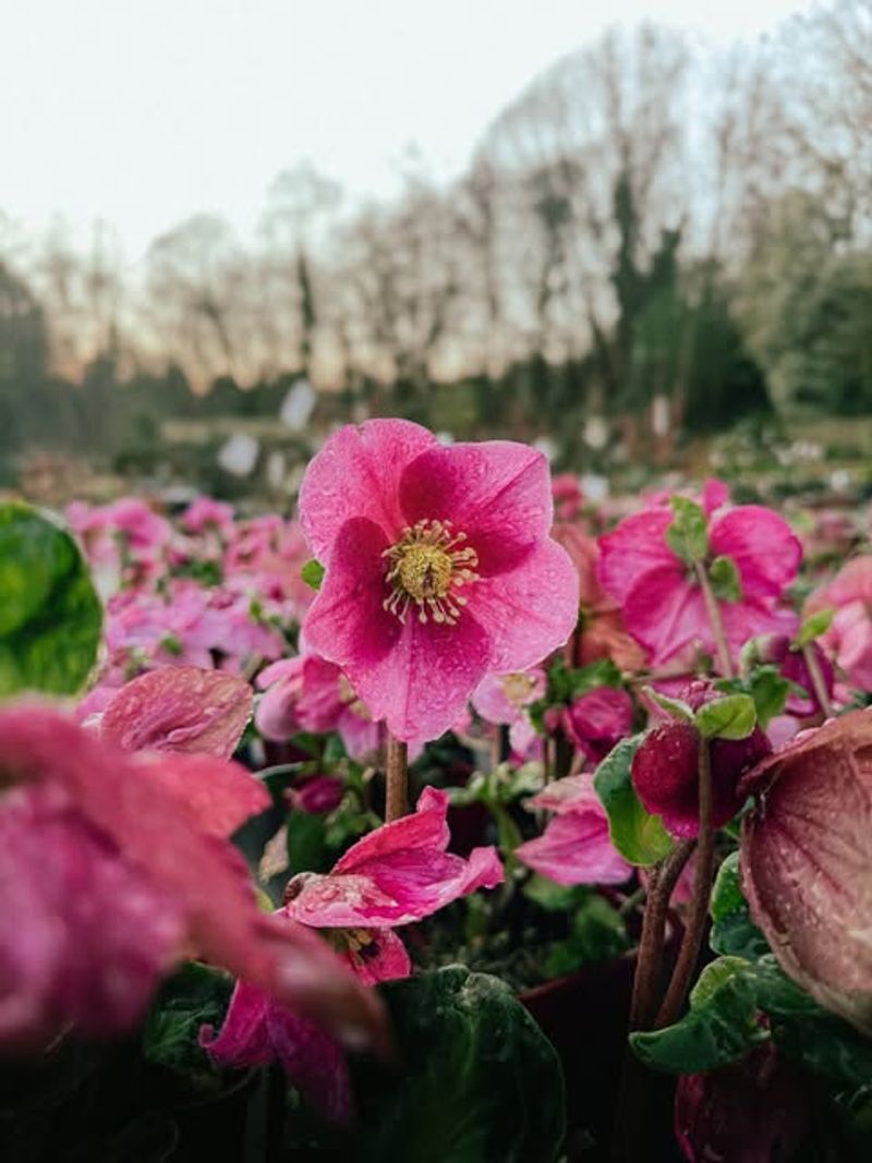 Hellebores