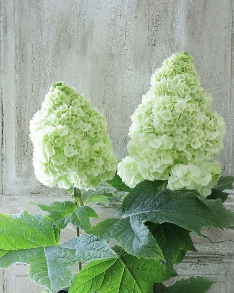 Oakleaf Hydrangea (Hydrangea Quercifolia)