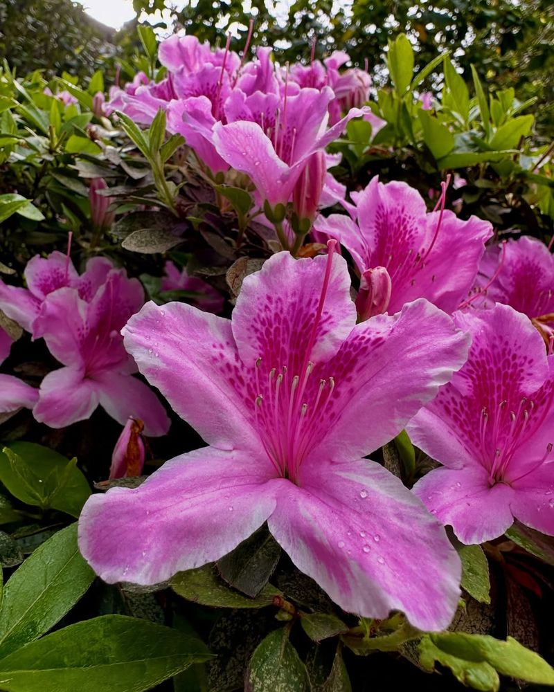 Azaleas (Rhododendron Species)