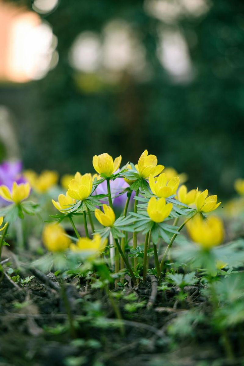 Winter Aconite (Eranthis hyemalis)