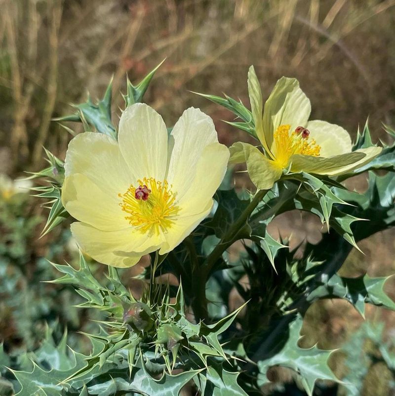 African Rue Is Highly Invasive And Listed As A Noxious Weed In Arizona