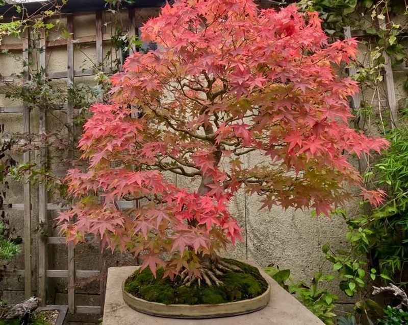 Japanese Maple (Acer Palmatum)
