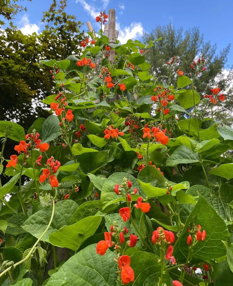 Scarlet Runner Bean Combines Vivid Blooms With Garden Function