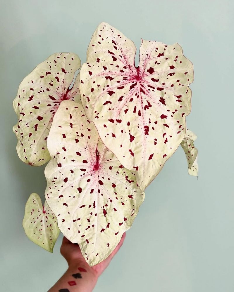 Miss Muffet Combines Red And White For Maximum Drama