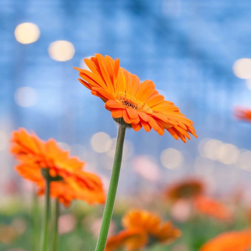 Gerbera Daisies Pop With Bright Color