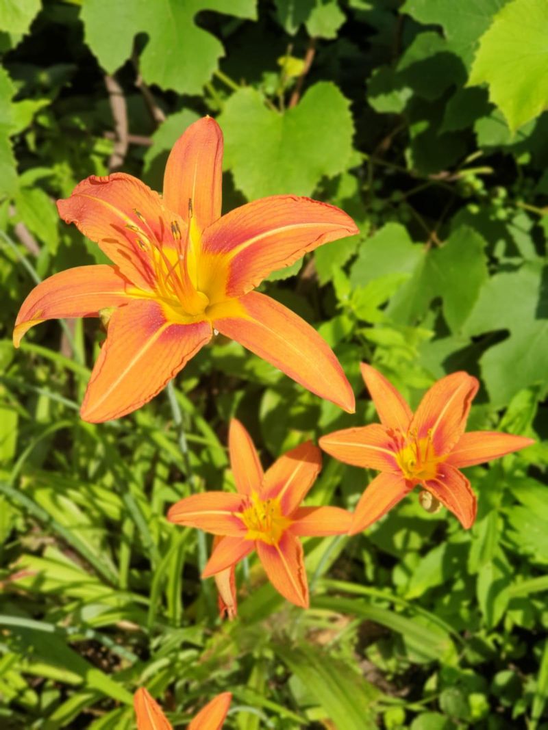 Orange Daylilies Return Reliably With Solid Color Each Year
