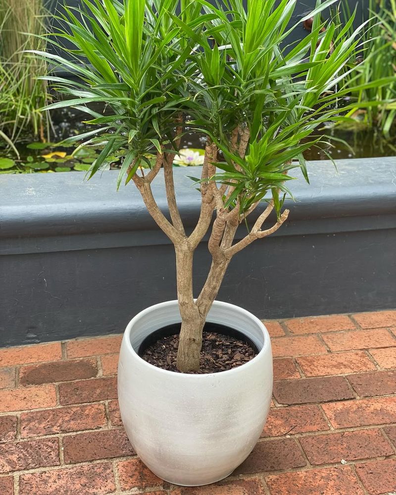 Dracaena