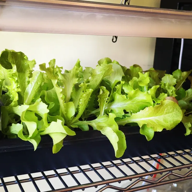 Lettuce Grows Quickly In Bright Indoor Light
