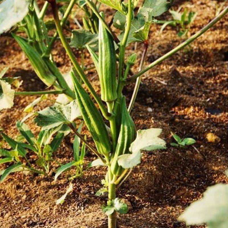 Okra (Abelmoschus Esculentus)