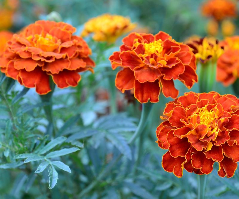 Marigolds Perform Best After Cold Risk Is Gone