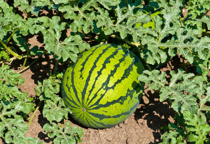 Watermelon
