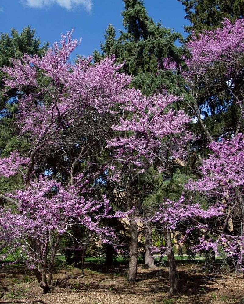 Serviceberry And Eastern Redbud