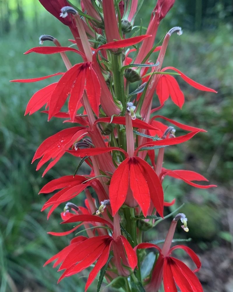 Brilliant Red Tubular Flowers Are Designed For Hummingbirds