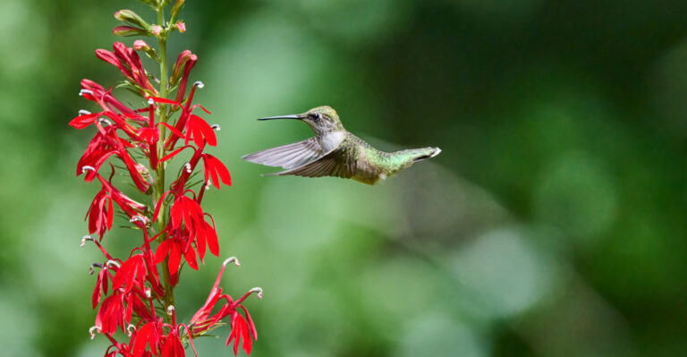 hummingbird flying to cardinal flower
