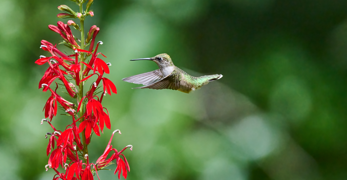 hummingbird flying to cardinal flower